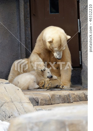 Shirokuma父母和孩子 46312210