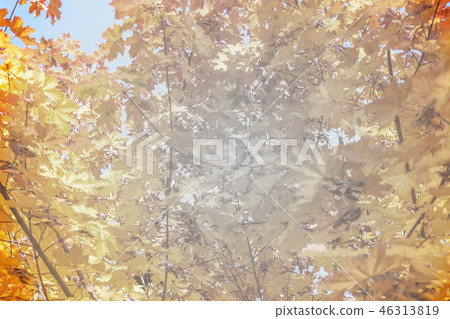autumn yellow leaves textured background sunny light autumn yellow leaves textured background sunny light 46313819