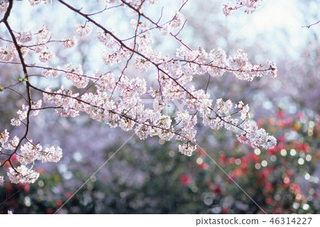 Cherry Blossoms   46314227