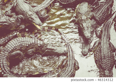 Portrait of many crocodiles at the farm in Vietnam 46314312