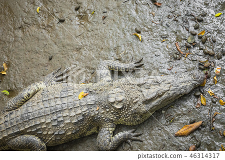 Portrait of many crocodiles at the farm in Vietnam 46314317