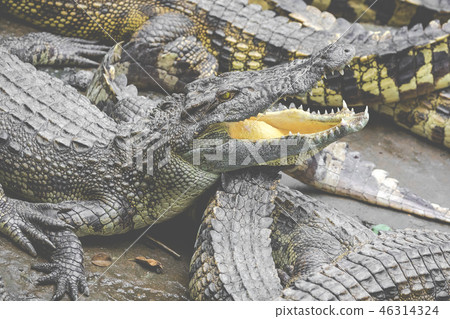 Portrait of many crocodiles at the farm in Vietnam 46314324