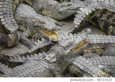 Portrait of many crocodiles at the farm in Vietnam 46314325