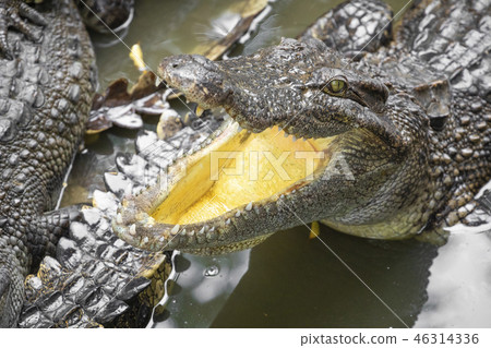 Portrait of many crocodiles at the farm in Vietnam 46314336