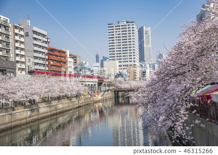 [Ookagawa Keikyu Somei Yoshino] 46315266