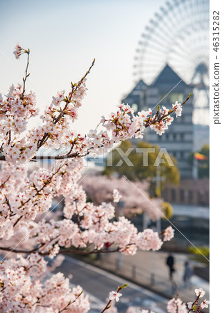 [Minato Mirai cherry tree] 46315282