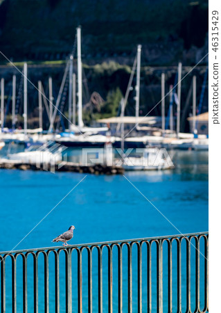 Pigeon walking, iron fence, blurred sea and yachts Pigeon walking, iron fence, blurred sea and yachts 46315429
