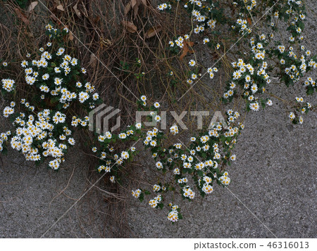 Chichu nojichi 46316013