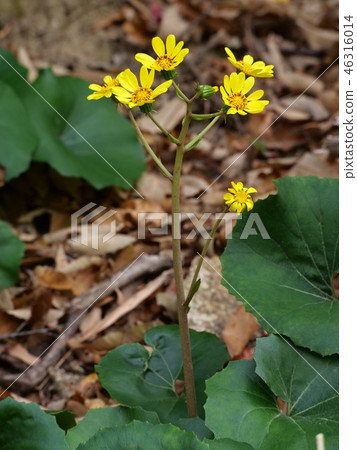 Tsuwabuki Tsuwabuki 46316014