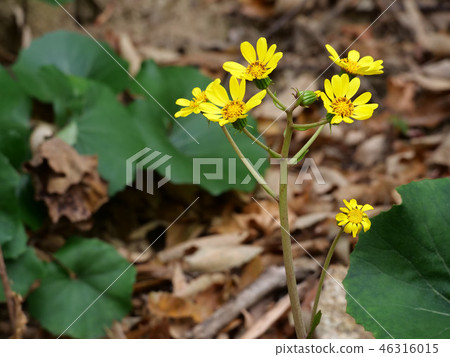 大吳風草 46316015