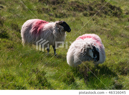 Sheep with thick fur on a meadow in Ireland Sheep with thick fur on a meadow in Ireland 46316045