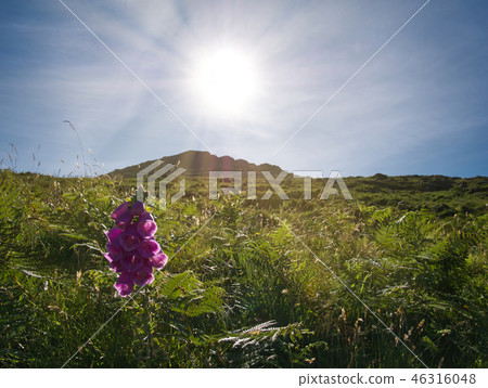 One Purple flower in the meadow with sunrays 46316048
