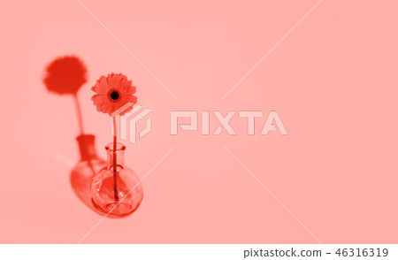Orange daisy flower in a vase on trendy background. Color of the year 2019. Orange daisy flower in a vase on trendy background. Color of the year 2019. 46316319