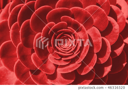 Abstract close up of an echeveria plant. 46316320