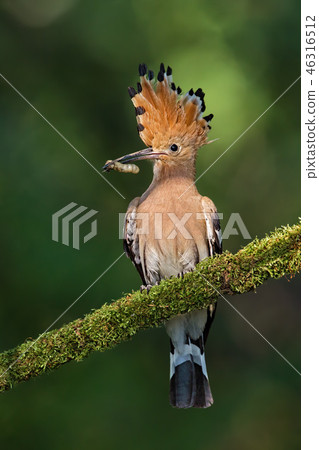 wildbird hoopoe