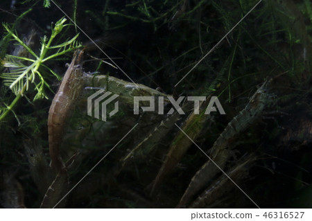 Pacific shrimp Pacific shrimp 46316527