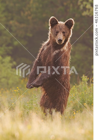 Young wild curious brown bear, ursus arctos, standing erected in upright position on rear legs. Young wild curious brown bear, ursus arctos, standing erected in upright position on rear legs. 46316768