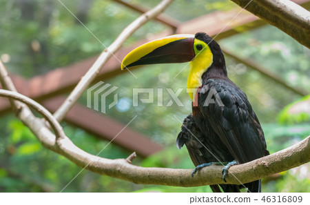 Beautiful keel billed or rainbow billed toucan. 46316809
