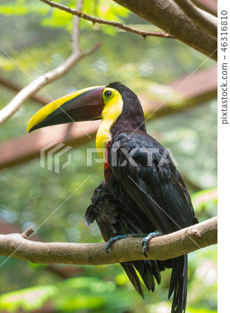 Beautiful keel billed or rainbow billed toucan. 46316810