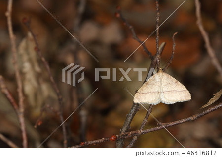 生物昆蟲Chabanhe Yueda Shaku，一隻出現在冬天的狼。它只是一個男性飛行，女性沒有習慣 46316812