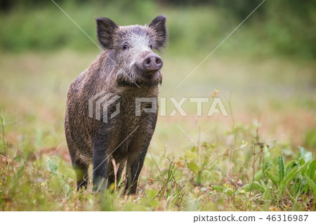 Curious wild boar, sus scrofa, sniffing for danger on hayfield in daylight. 46316987