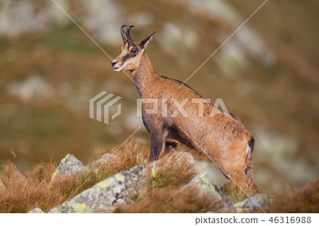 Chamois, rupicapra rupicapra, standing majestically on rocks in high mountains. 46316988