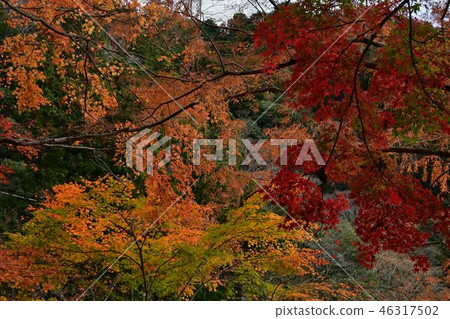 Horaizan秋葉 46317502