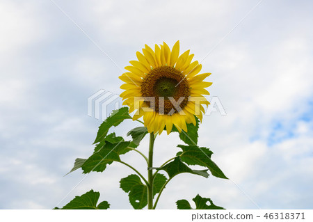 向日葵,花,向日葵,太陽,夏天,黃色 向日葵,花,向日葵,太陽,夏天,黃色 46318371