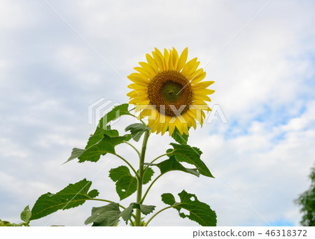 向日葵,花,向日葵,太陽,夏天,黃色 向日葵,花,向日葵,太陽,夏天,黃色 46318372