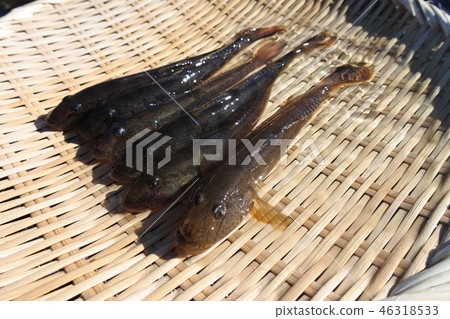 黃鰭刺鰕虎魚 黃鰭刺鰕虎魚 46318533