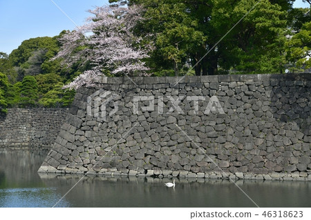 Cherry blossoms and swans of the Imperial Palace 46318623