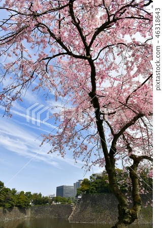 Cherry blossoms passing by Imperial Palace Cherry blossoms passing by Imperial Palace 46318643