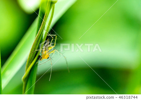 Green and Yellow spider 46318744