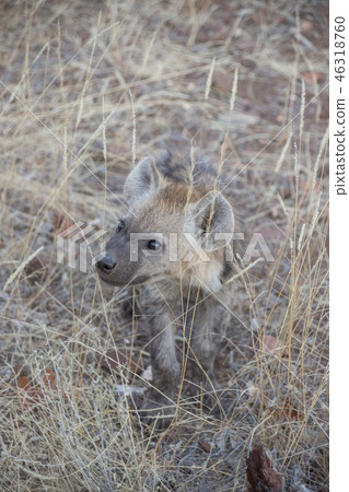 鬣狗的孩子 46318760