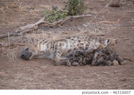 Hyena's mother and children Hyena's mother and children 46318807