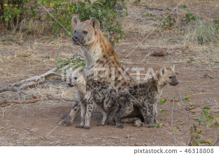 Hyena's mother and children Hyena's mother and children 46318808