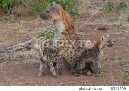 鬣狗的母親和孩子 46318809