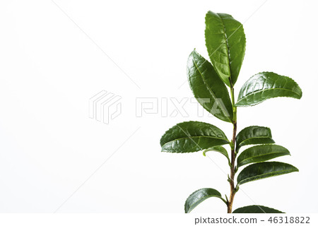 套新鮮的茶葉 46318822