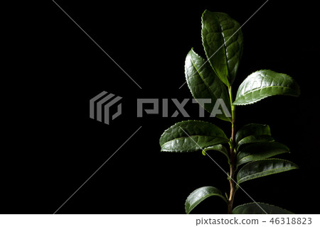 套新鮮的茶葉 46318823