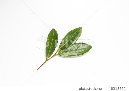 套新鮮的茶葉 46318831