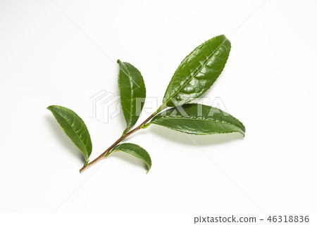 套新鮮的茶葉 46318836