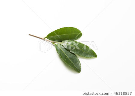 Set of fresh tea leaves 46318837