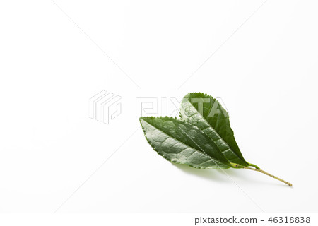 Set of fresh tea leaves Set of fresh tea leaves 46318838
