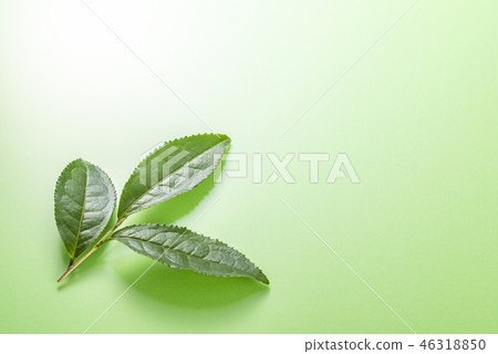 Set of fresh tea leaves 46318850