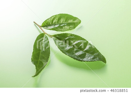 Set of fresh tea leaves Set of fresh tea leaves 46318851