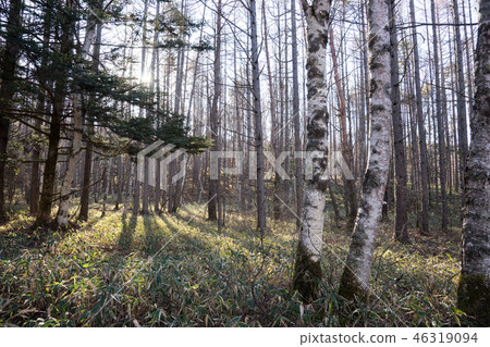 落葉松林的早晨 46319094