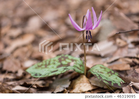 Katakuri花 Katakuri花 46319095