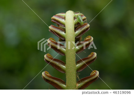 蕨菜和蠕蟲 46319096