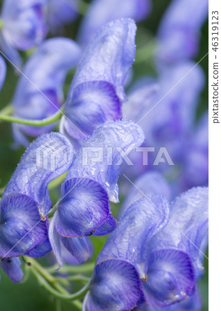 Torikabuto花 46319123