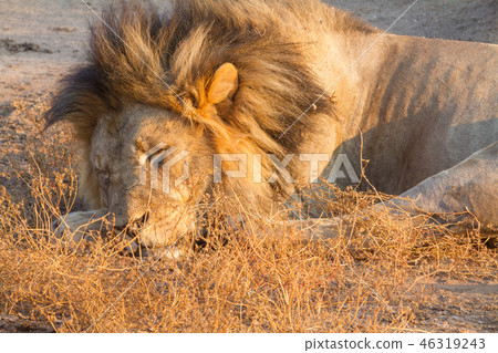 Rest of the king of beasts 46319243